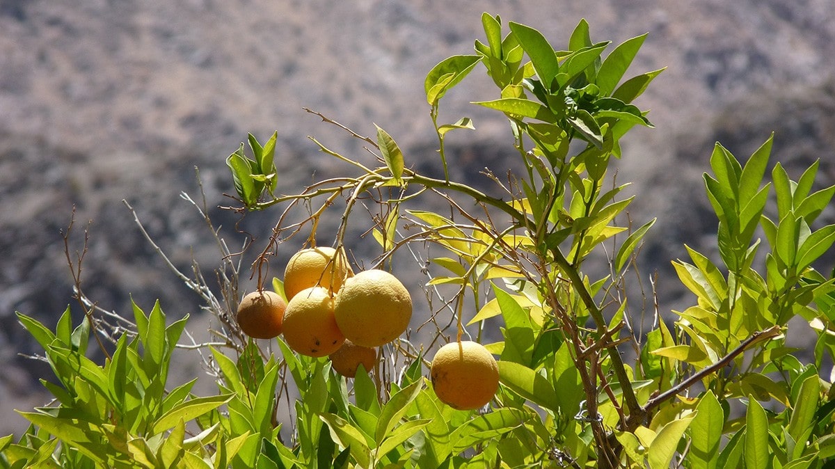 Valle Del Elqui Orangen