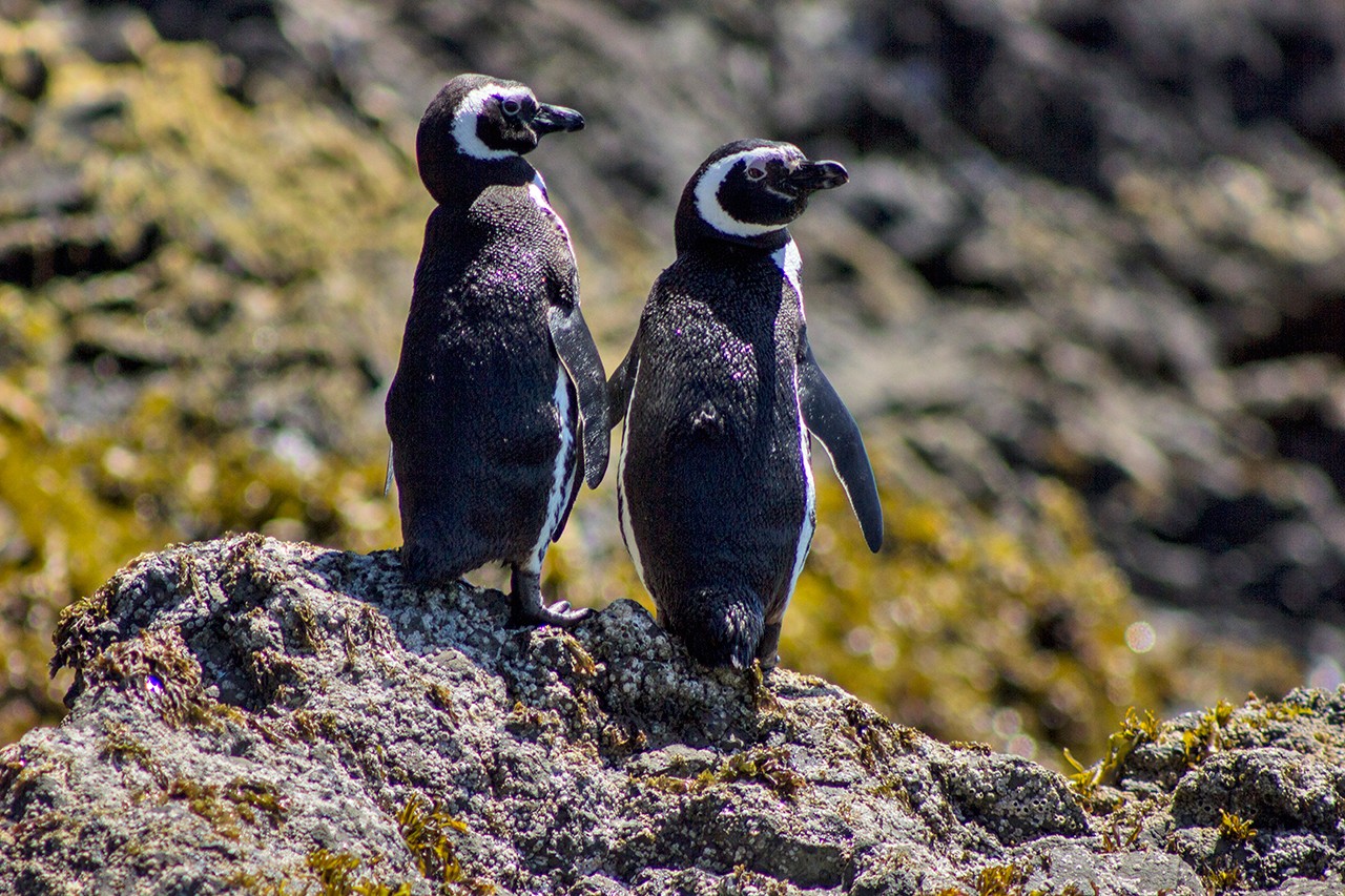 Pinguinos_Chiloe