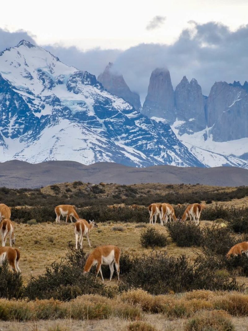 Torres del Paine Nationalpark - die besten Trekking Tipps 2019/20 5