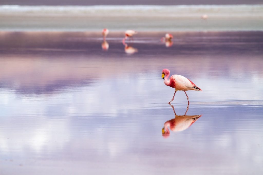 Salar de Uyuni Tipps | Der ultimative Guide für die größte Salzwüste der Welt - Flamingo