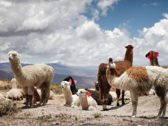 Backpacking in Peru - der Guide für deine individuelle Peru Reise 21