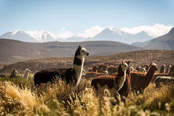 Der Reiseblog für Lateinamerika 12