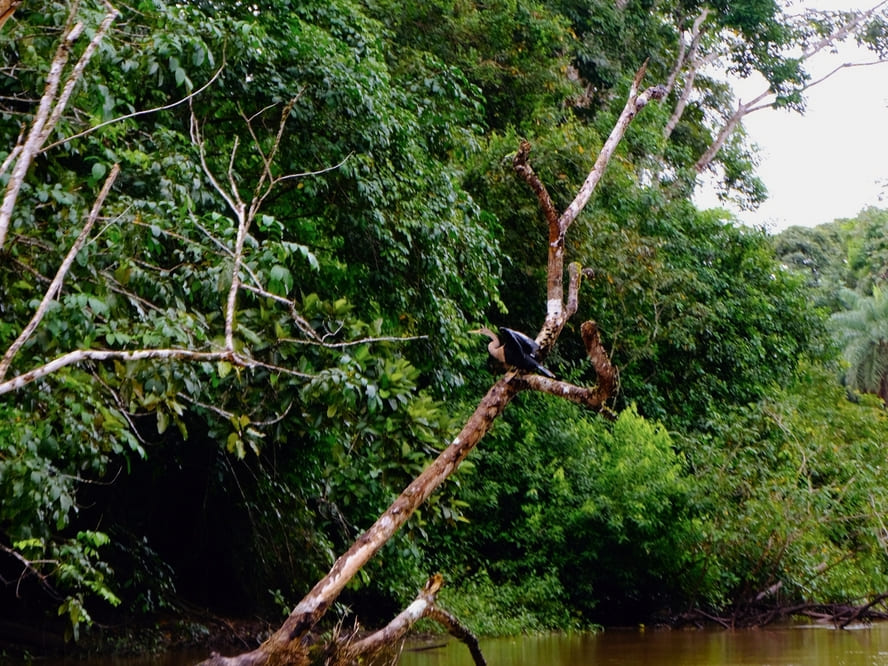 Caño Negro, Costa Rica - Ein Traum für Naturfreunde 7