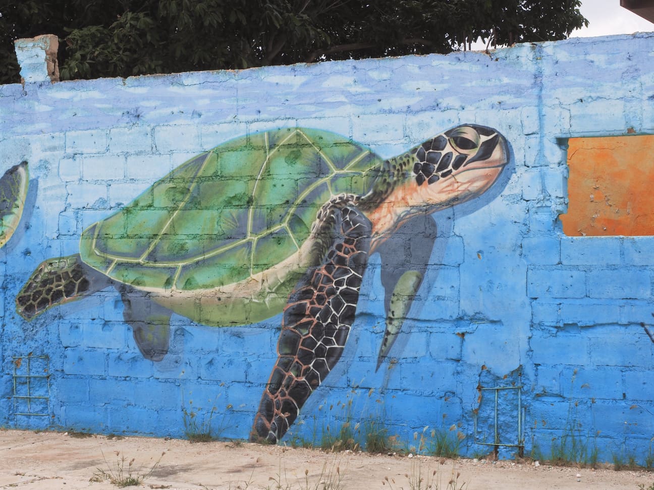 Aruba Street Art Schildkröte