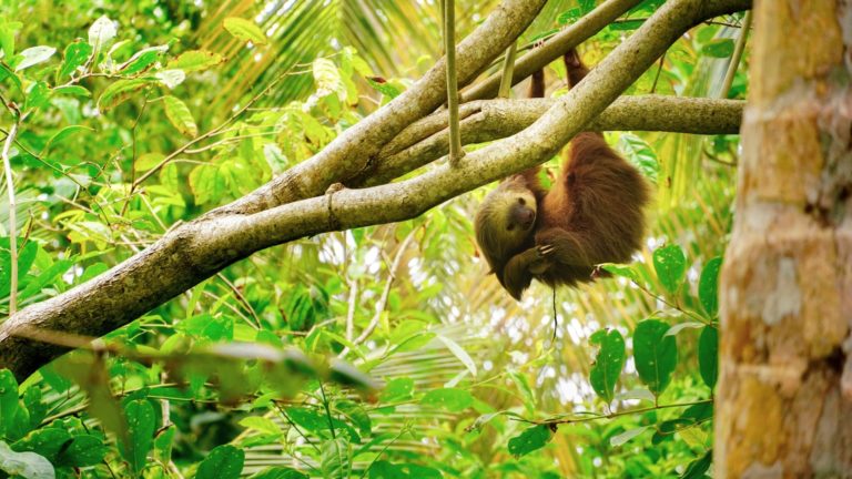Tortuguero Nationalpark: Naturwunder in Costa Rica