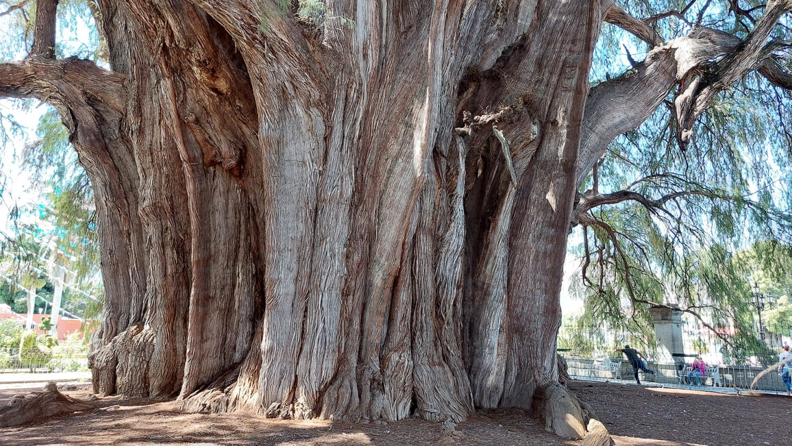 Arbol Tule