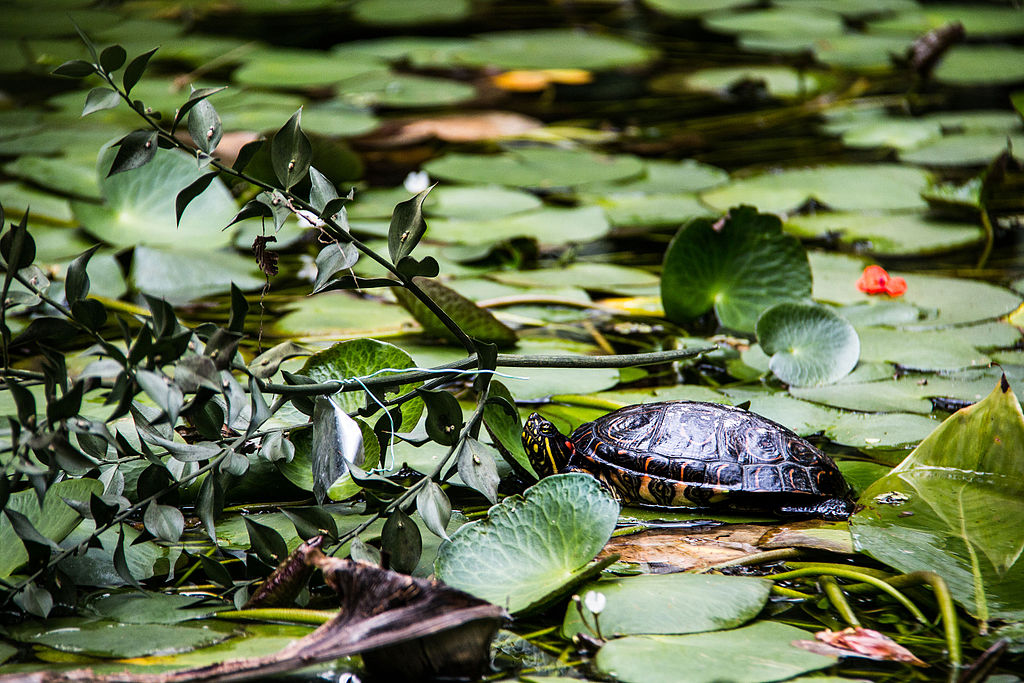 Jardín Botánico Bogotá