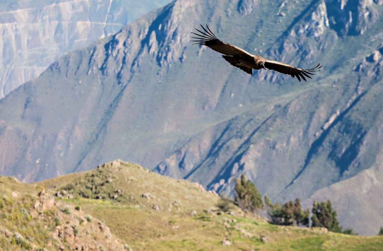 Peru Reiseroute Kondor