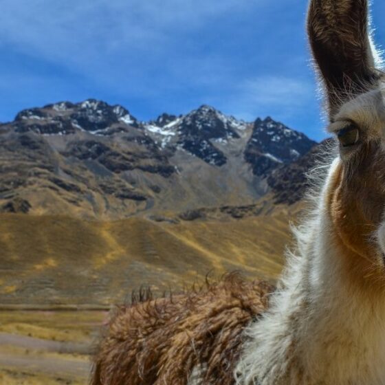 Peru Reiseroute Lama