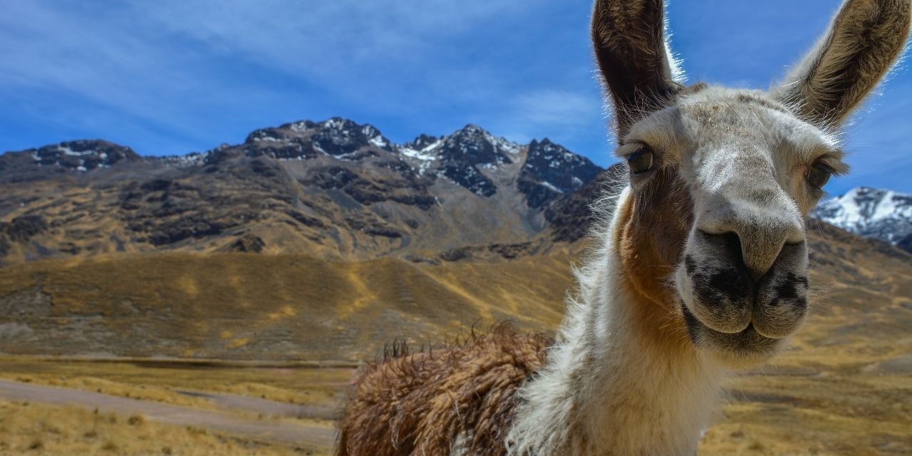 Peru Reiseroute Lama
