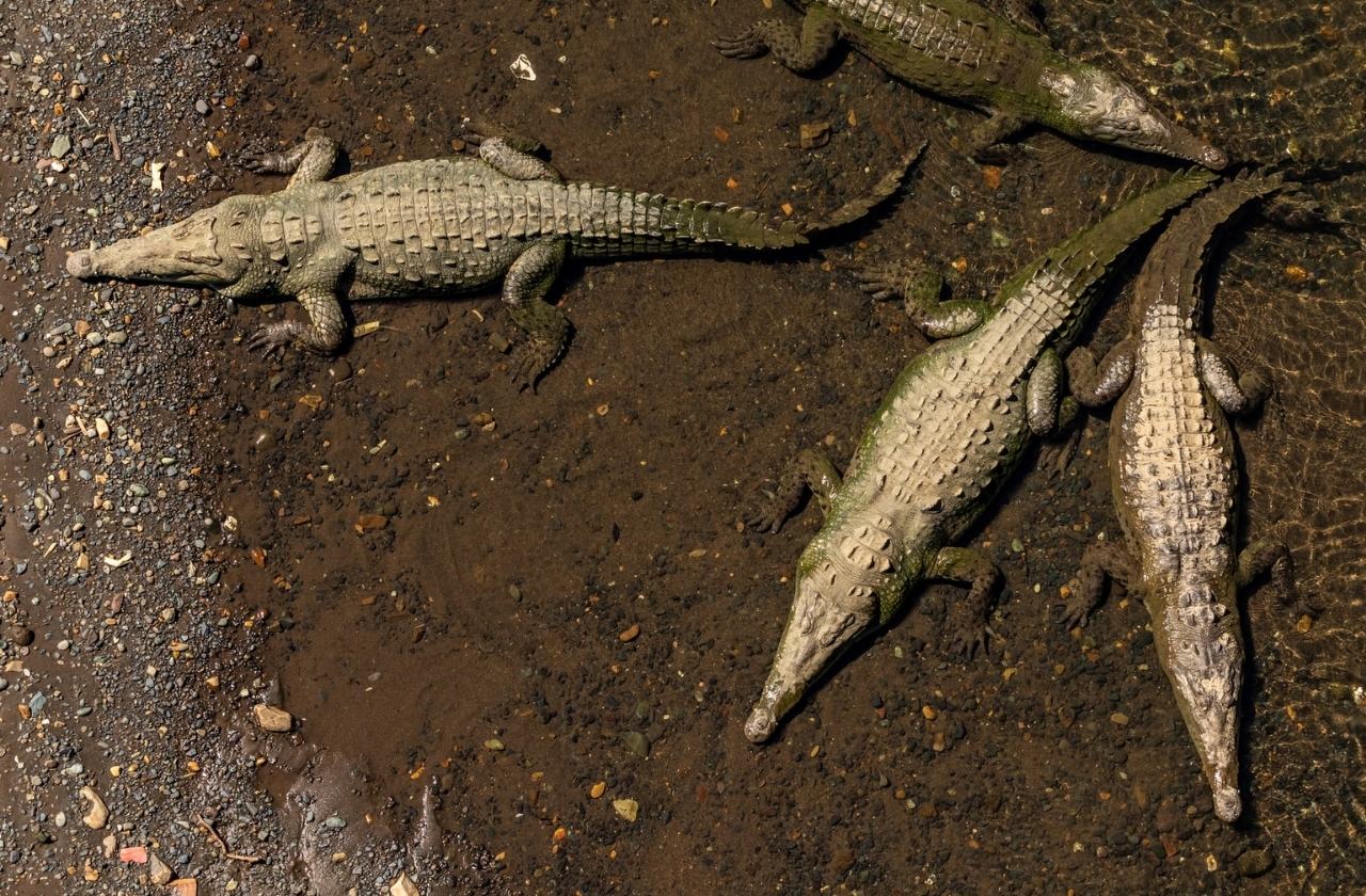 Krokodile Costa Rica