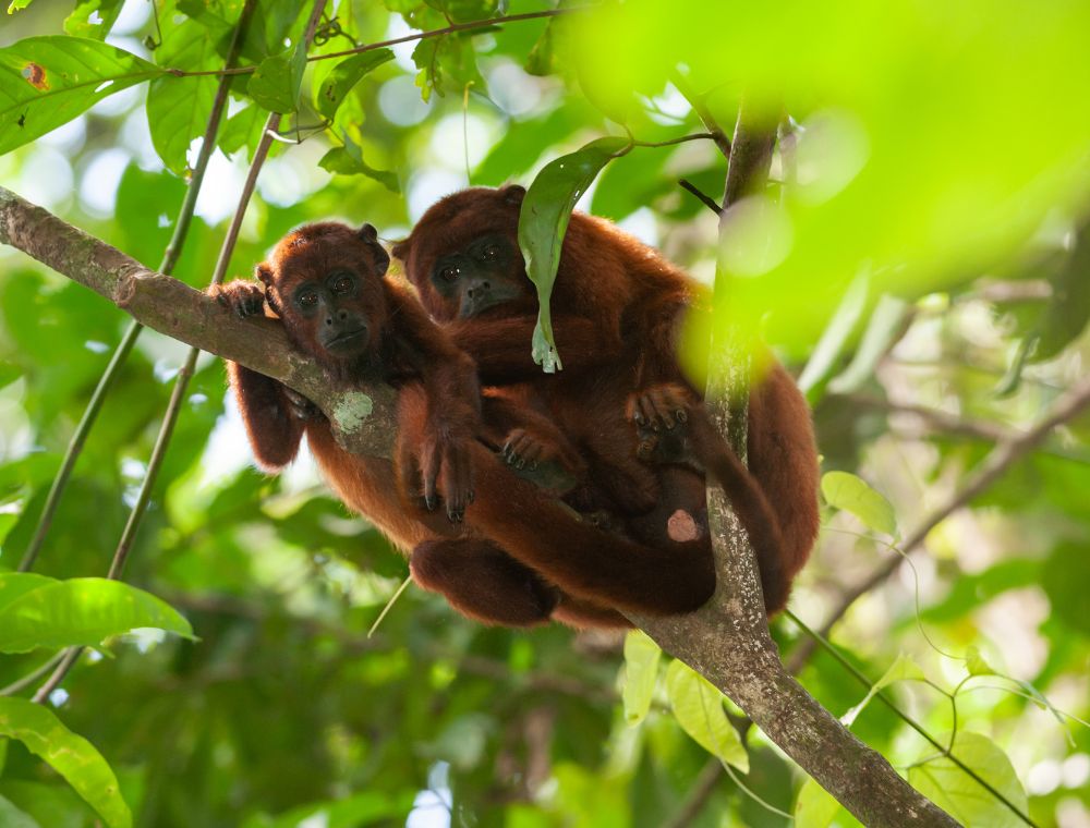 Manu Nationalpark Brüllaffen