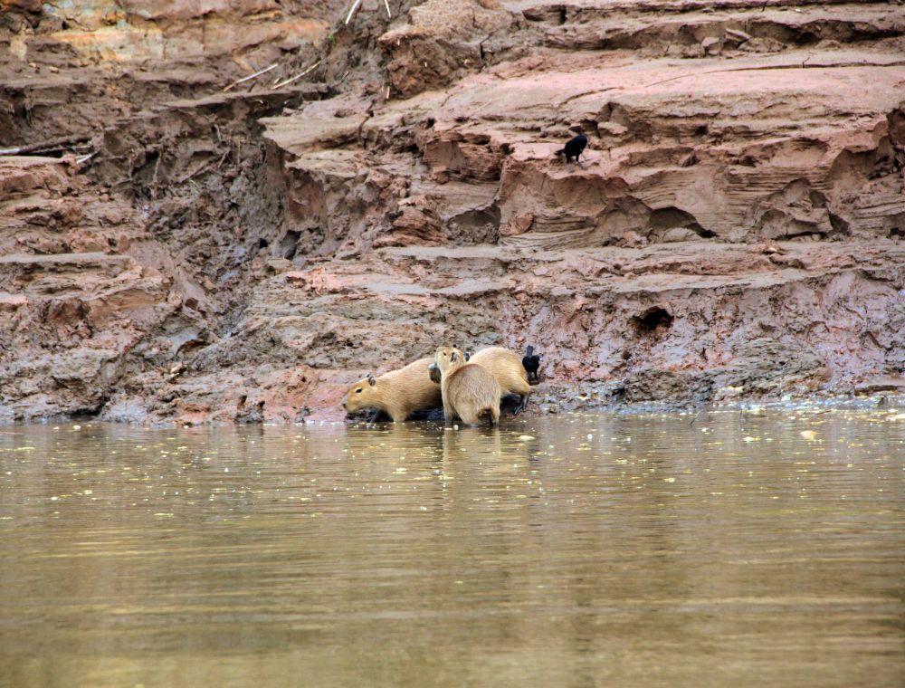 Manu Nationalpark Tiere