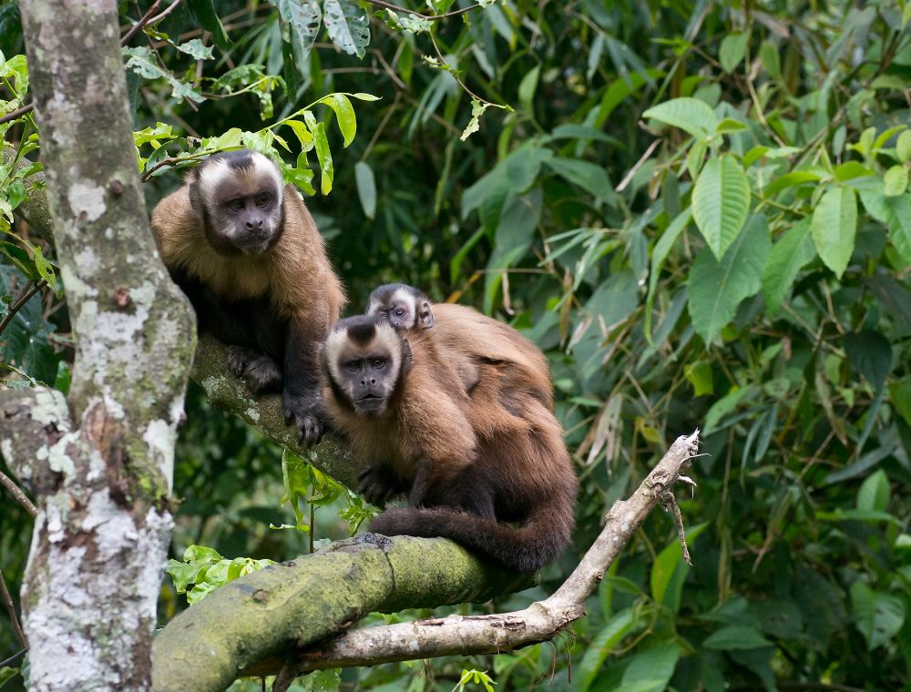 Manu Nationalpark Affen