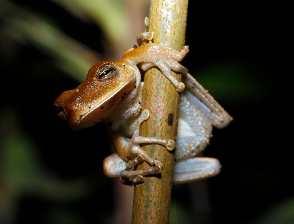 Manu Nationalpark Frosch