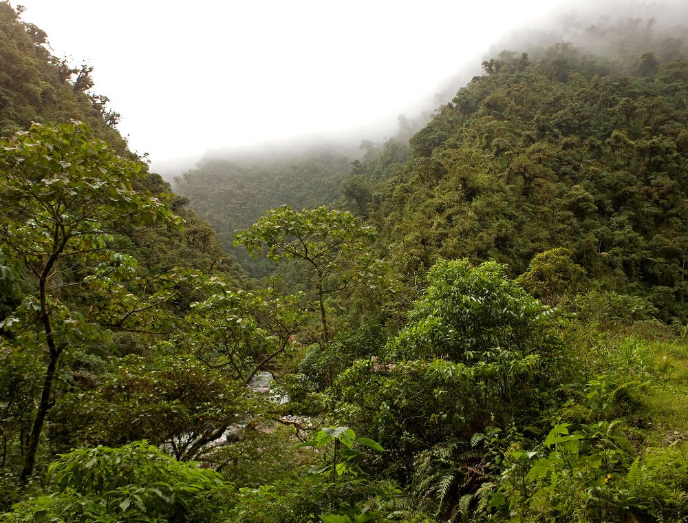 Manu Nationalpark Dschungel