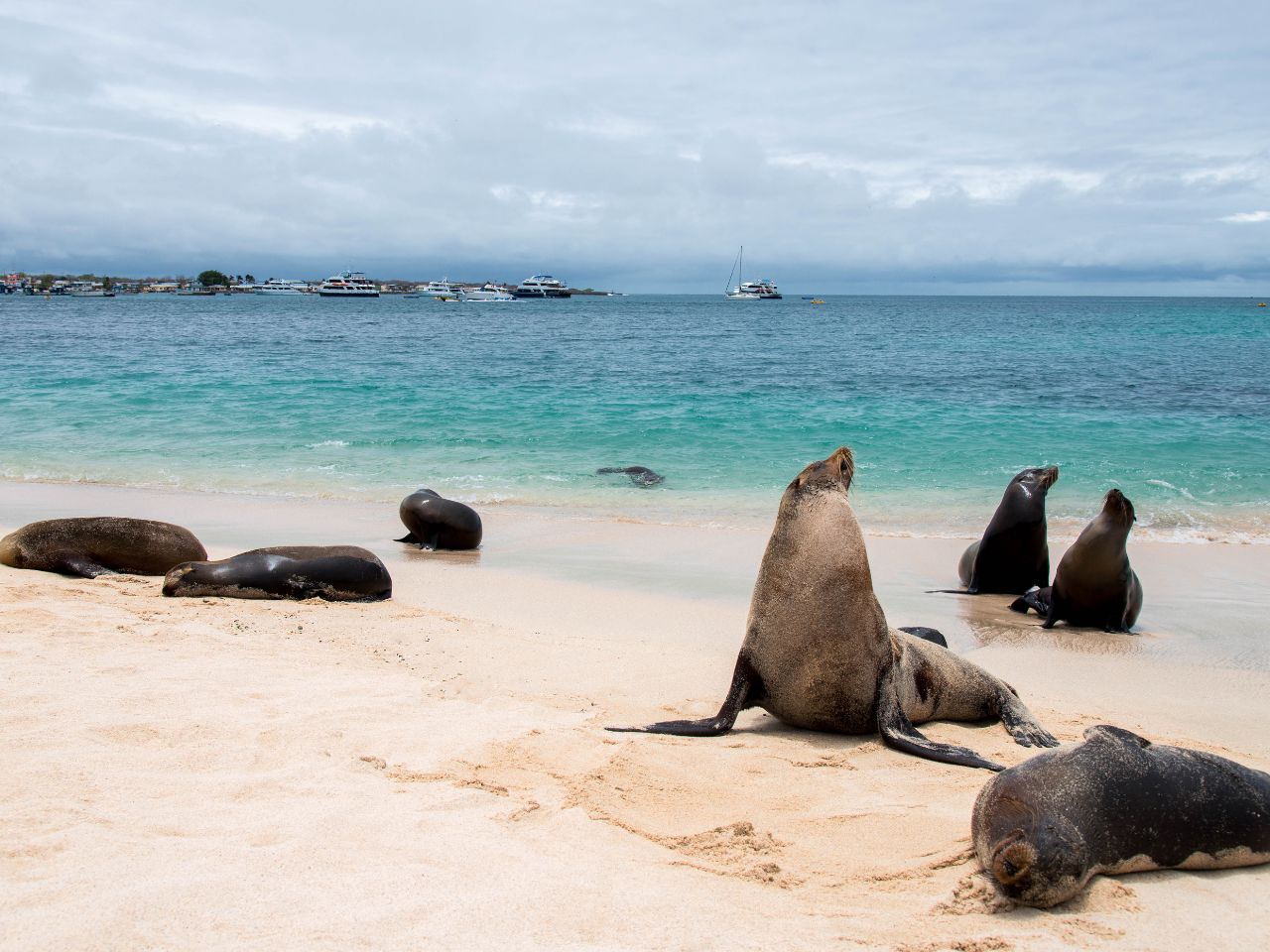 Reiseziele in Südamerika: Galapagos