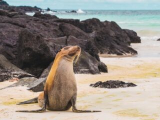 Galapagos Seelöwe Strand