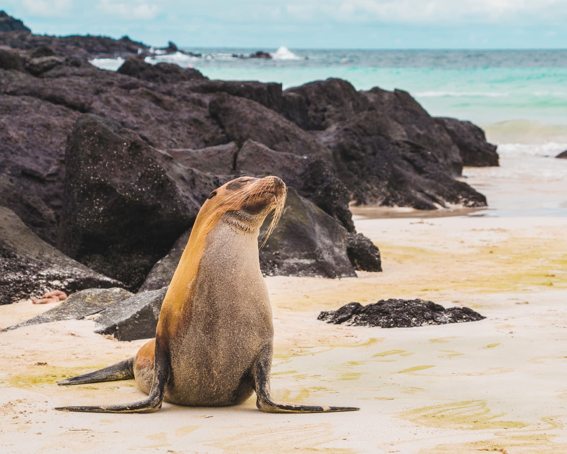 Galapagos Seelöwe Strand