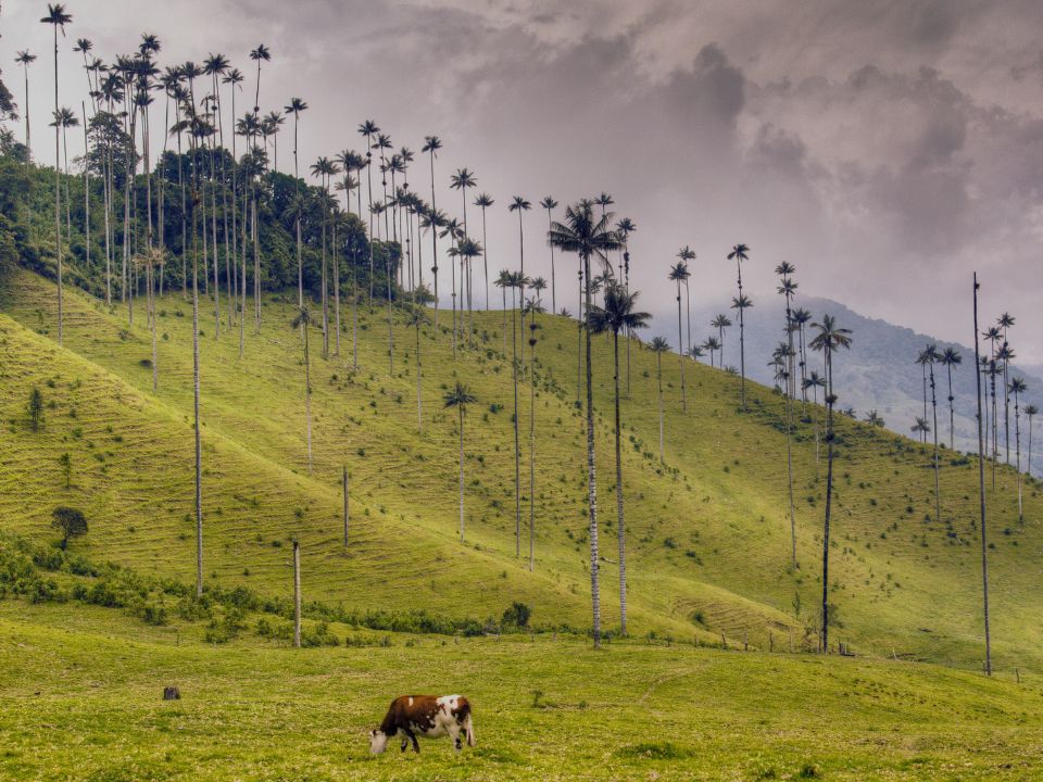 Valle de Cocora Blick