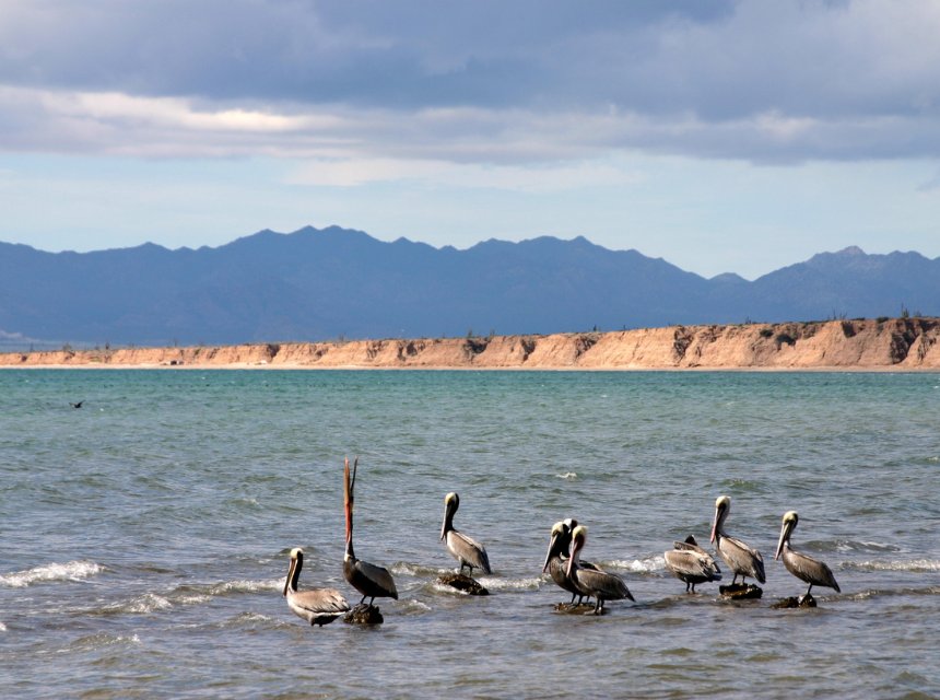 Los Cabos - Pelikane