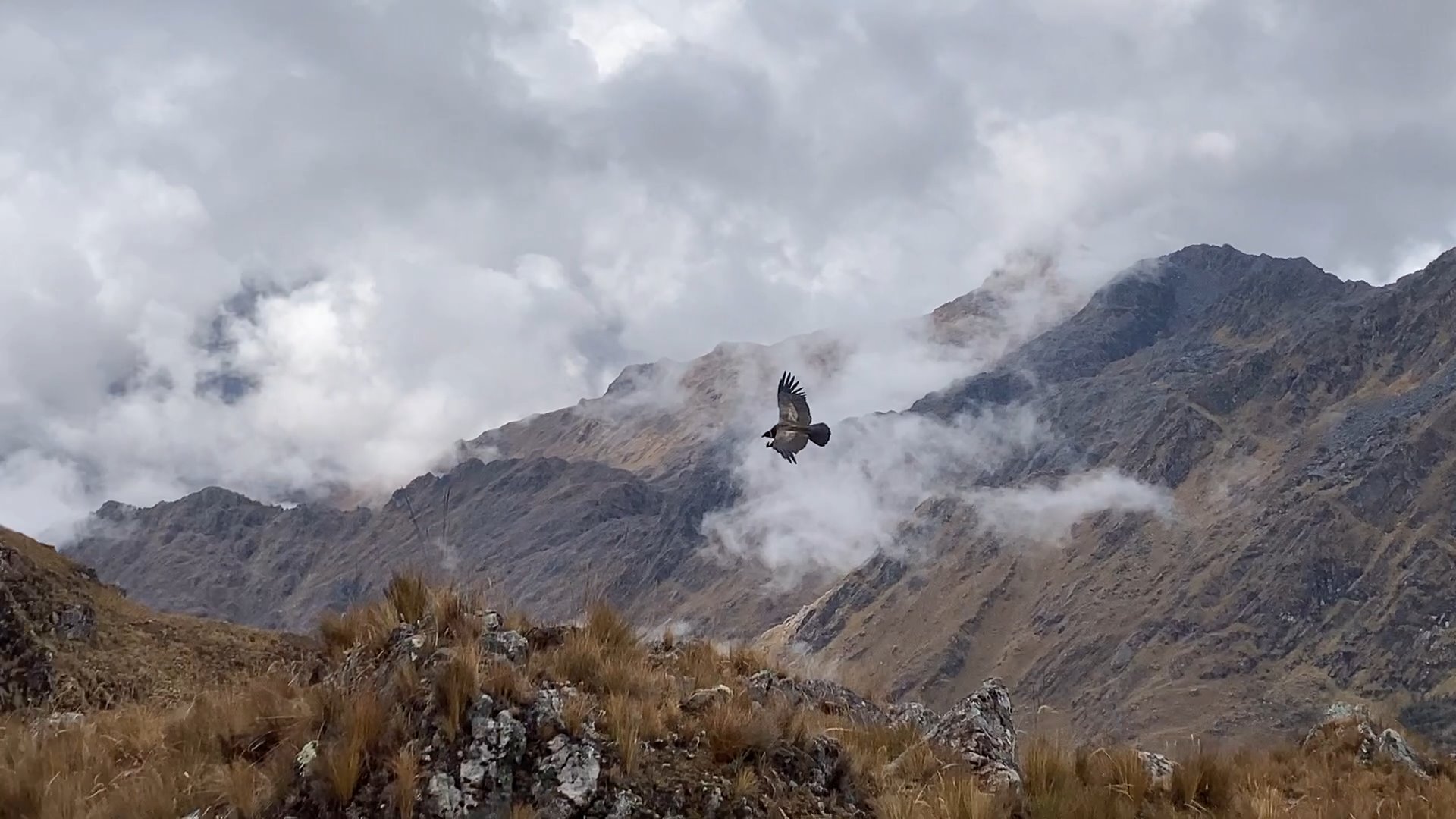 Cordillera Vilcabamba - Condor