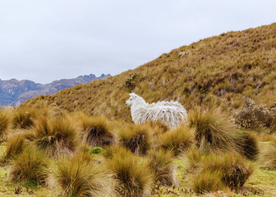 Cuenca Sehenswürdigkeiten - Cajas Nationalpark