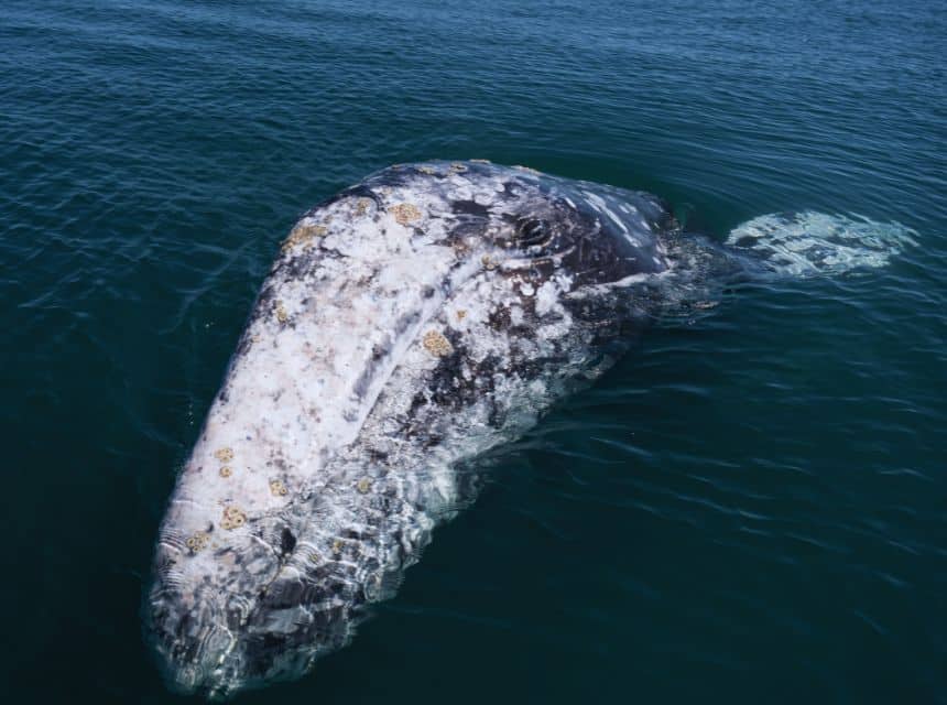 Guerrero Negro