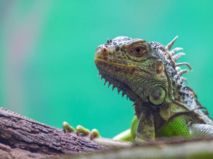 Green Iguana Conservation Project