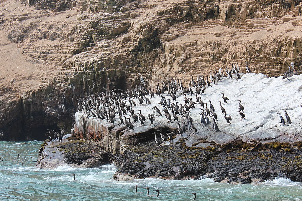 Lima Peru Islas Palominas 7989493279