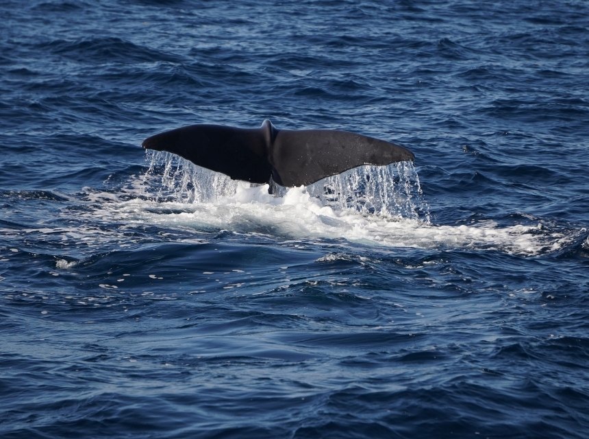 Die 20 besten Dominica Sehenswürdigkeiten: Dein ultimativer Guide für die Naturinsel 12 Dominica - Wale beobachten