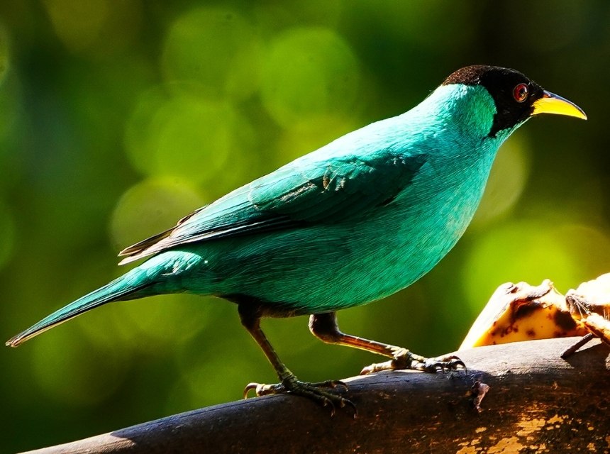 Los Quetzales Nationalpark: Costa Ricas magischer Nebelwald 7 1 2