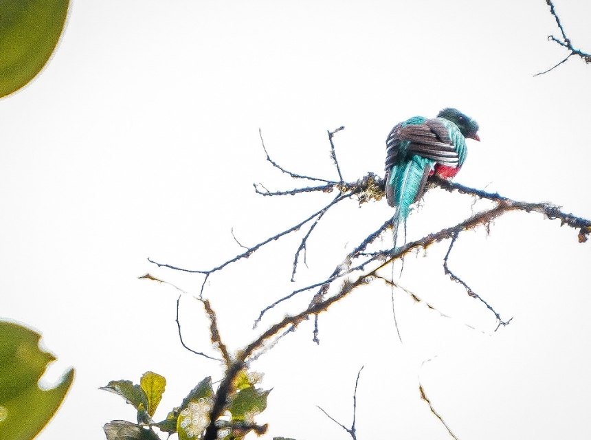 Los Quetzales Nationalpark: Costa Ricas magischer Nebelwald 4 2 2