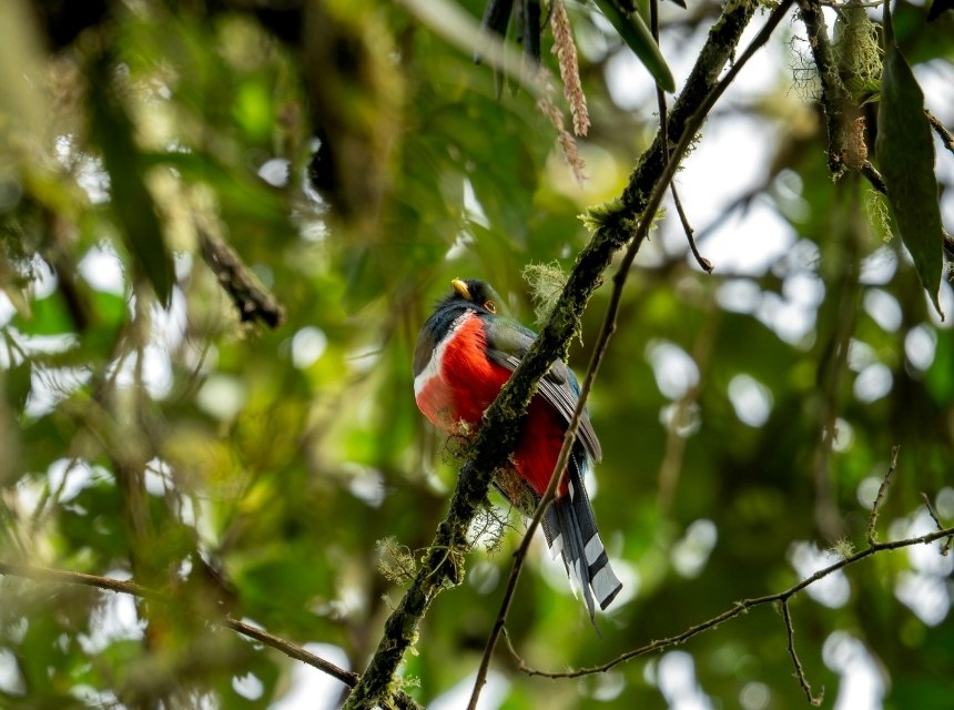 Los Quetzales Nationalpark: Costa Ricas magischer Nebelwald 2 3 1