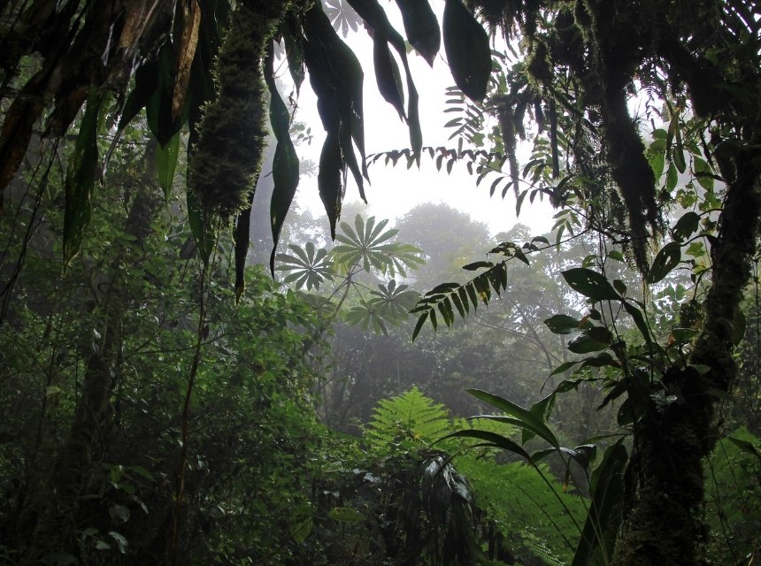 Los Quetzales Nationalpark - Dschungel