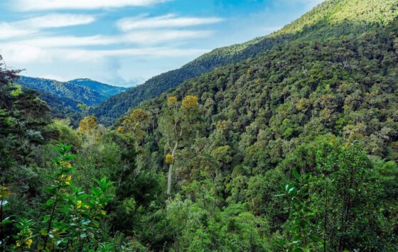 Quetzal Nationalpark