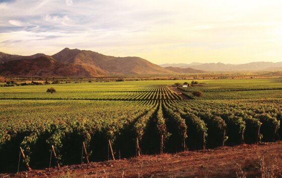 Weinregionen Chile - Weingut