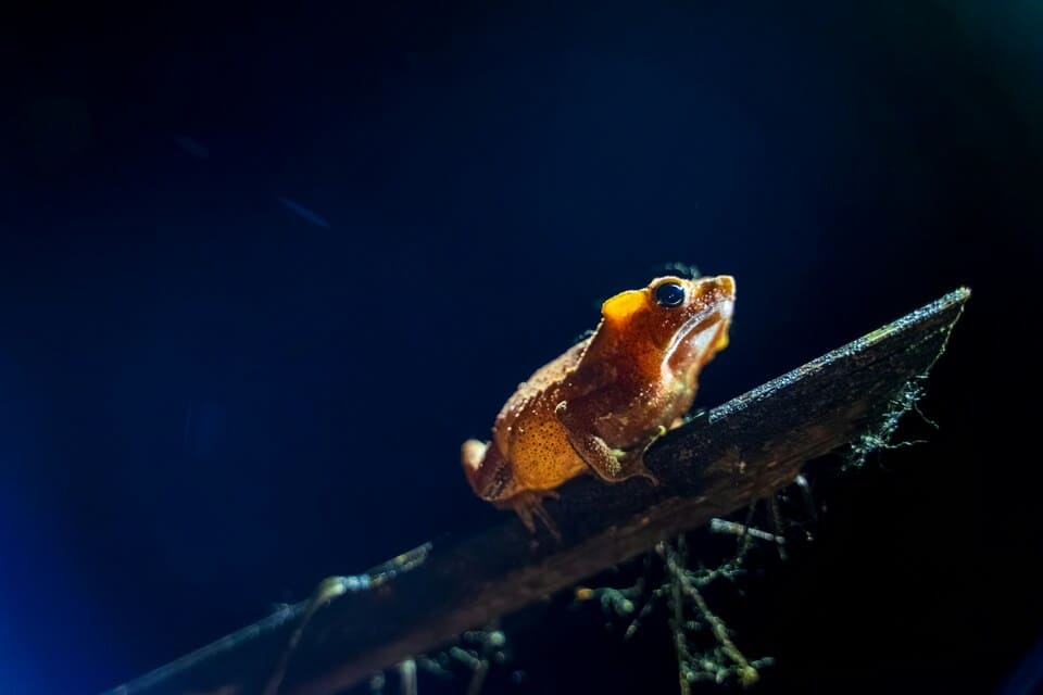 Peruanischer Amazonas: Tambopata, Manu oder Iquitos? 4 Frosch bei einer Nachtwanderung im peruanischen Amazonas