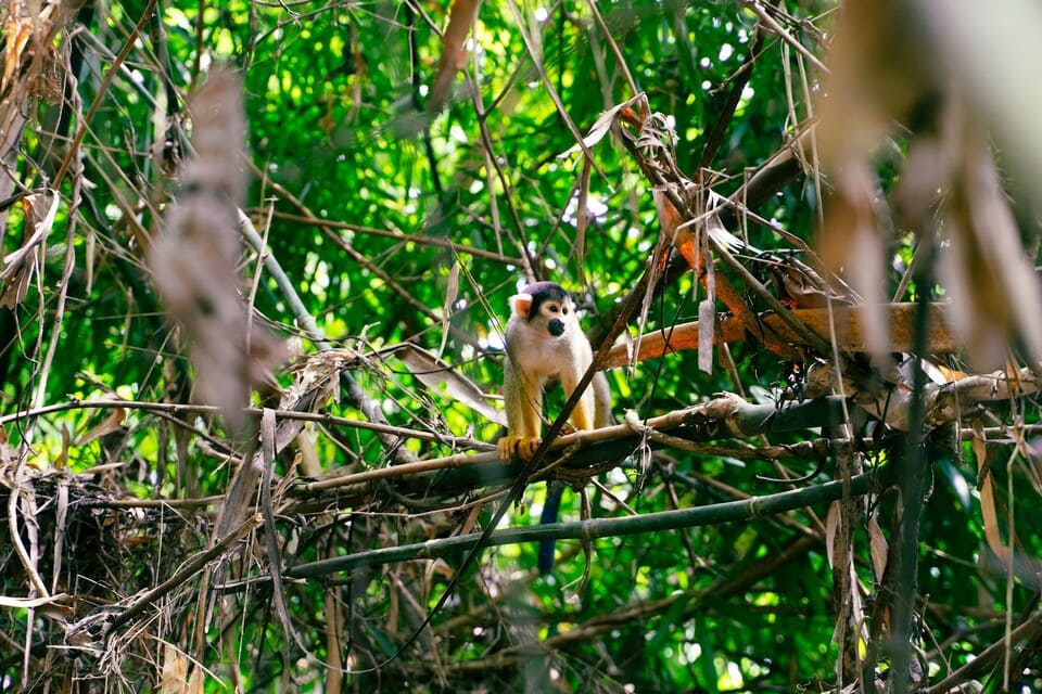 Peruanischer Amazonas: Tambopata, Manu oder Iquitos? 7 Totenkopfaffe im peruanischen Amazonas