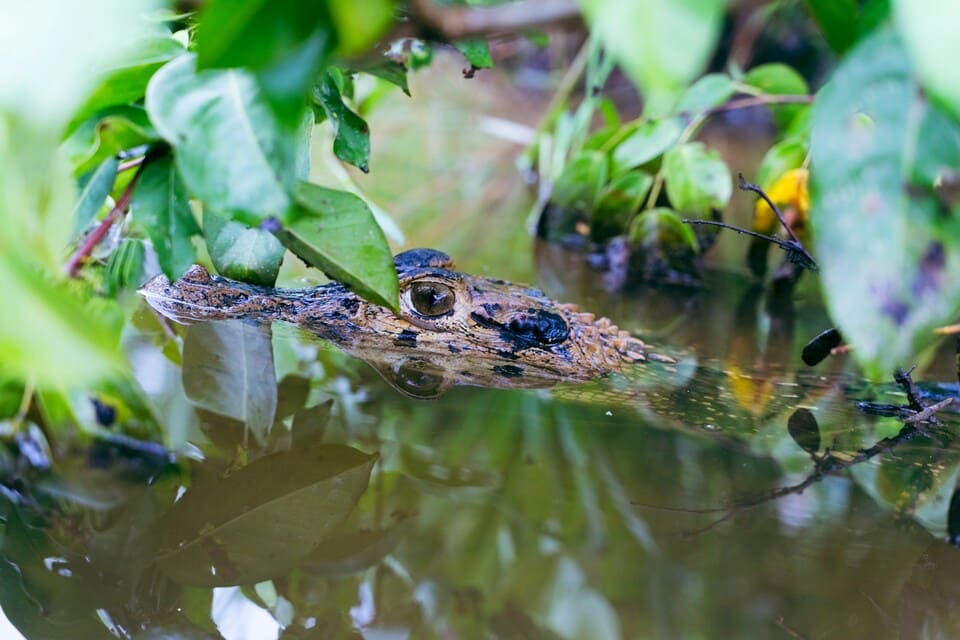 Peruanischer Amazonas: Tambopata, Manu oder Iquitos? 8 Kaiman im Wasser im peruanischen Amazonas